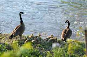 ducks on golf course
