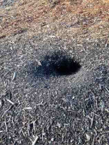 Animal Hole